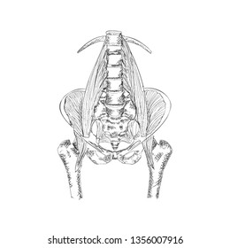 Pelvis illustration in hand drawn style 