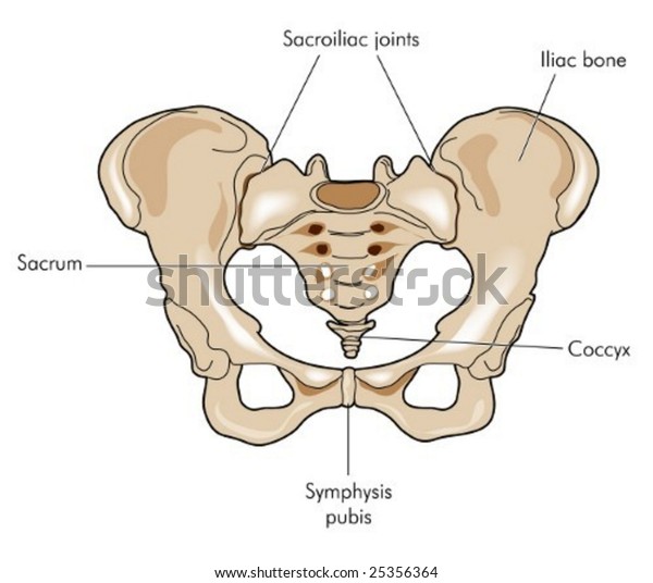 Pelvis Labeled Stock Vector (Royalty Free) 25356364