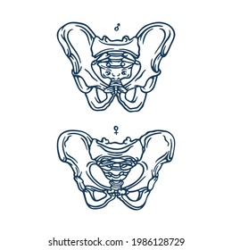 399 Pelvis sketch Images, Stock Photos & Vectors | Shutterstock