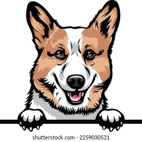 Pembroke Welsh Corgi Color Peeking Dogs. Color image of a dogs head isolated on a white background. Dog portrait, Vector illustration