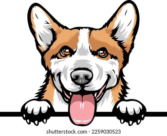Pembroke Welsh Corgi Color Peeking Dogs. Color image of a dogs head isolated on a white background. Dog portrait, Vector illustration