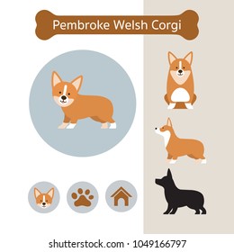 Pembroke Welsh Corgi Dog Breed Infographic, Illustration, Front and Side View, Icon