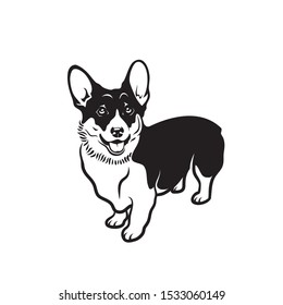 Pembroke Welsh Corgi dog breed - isolated vector illustration