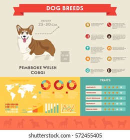 Pembroke Welsh Corgi dog infographic illustration vector icons set