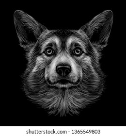 
Pembroke Welsh Corgi. Graphic, black and white, hand-drawn portrait of a dog's head on a black background.