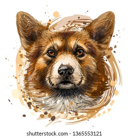 
Pembroke Welsh Corgi. Graphic, colored, hand-drawn portrait of a dog's head on a white background with splashes of watercolor.