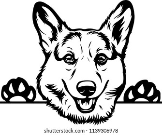 Pembroke Welsh Corgi Lap dog breed face head isolated pet animal domestic pet canine puppy purebred pedigree hound portrait peeking paws smiling smile happy art artwork illustration design set