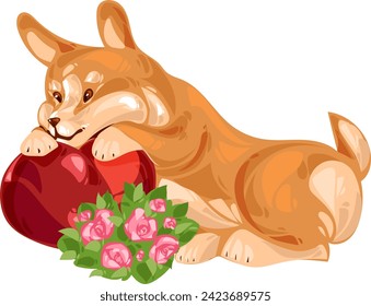 Pembroke Welsh Corgi puppy lying with a big red heart and pink roses
