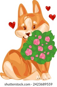 Pembroke Welsh Corgi puppy sits with hearts and a bouquet of pink roses
