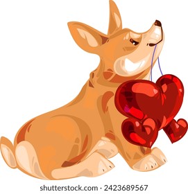 Pembroke Welsh Corgi puppy sits with red hearts