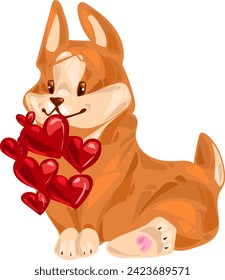 Pembroke Welsh Corgi puppy sits with a lot of hearts
