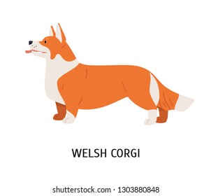 Pembroke Welsh Corgi. Small cute lovely dog of herding breed or sheepdog isolated on white background. Adorable purebred domestic animal or pet. Colorful vector illustration in flat cartoon style.