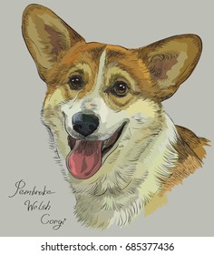 Pembroke Welsh Corgi vector hand drawing illustration in different color on grey background