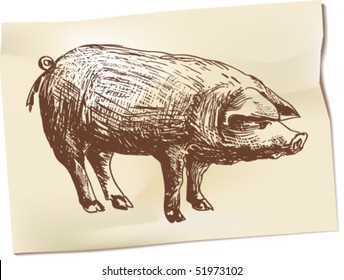 Pen drawing depicting a pig