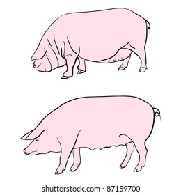 Pen drawing depicting a pig