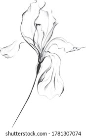Pen drawing of flower. Transparent petals.