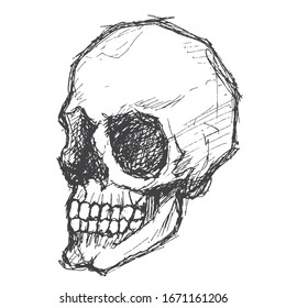 Pen drawing human skull, human head, isolated object