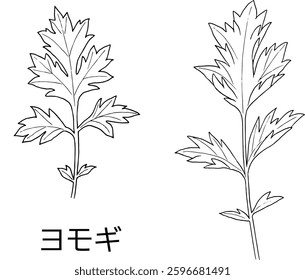 Pen drawing illustration of Mugwort. Japanese it is written "Mugwort"
