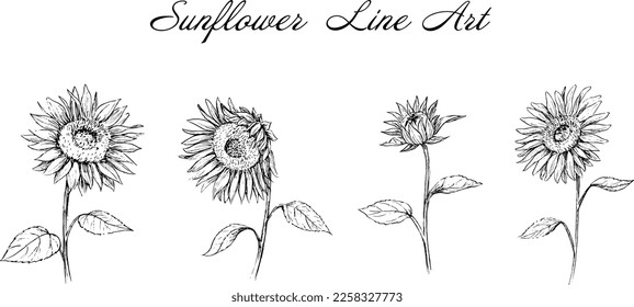 Pen drawing illustration set of sunflower
