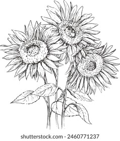 Pen drawing illustration of sunflowers