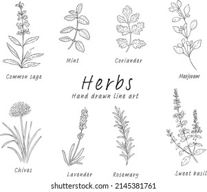 Pen drawing set of various herbs