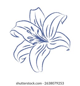 Pen drawn lily flower on white background. Botanical doodle element. Vector vintage flower