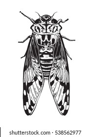 Pen and ink drawing of a cicada insect