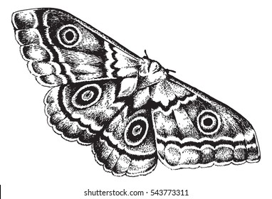 Pen and ink drawing of a moth