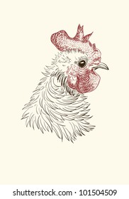 Pen and ink illustration of rooster