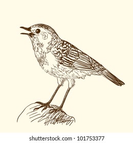 Pen and ink illustration of singing bird