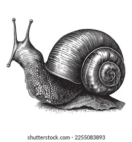 Pen and Ink Snail Vintage Illustration, Hand Drawn Snail, vector illustration in vintage engraving pen and ink style.
