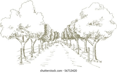 Pen and ink style illustration of a tree shaded road.