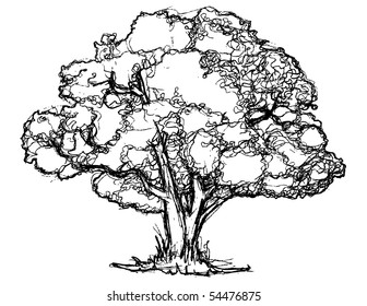 Pen Ink Tree Stock Vector (Royalty Free) 54476875 | Shutterstock