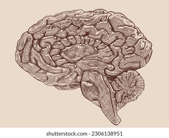 Pen and ink, vintage human brain hemisphere illustration. Lateral side.