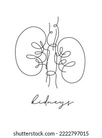 Pen Line Poster Kidneys Drawing In Pen Line Style On White Background