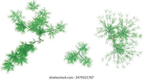 Pencil cactus Trees collection with realistic style from top view side