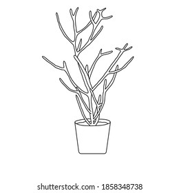 Pencil Cactus vector and illustration, hand drawn style, isolated on white background.