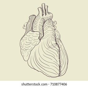 Pencil drawing of human heart 