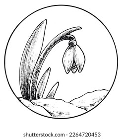 Pencil Drawing of spring flower. Snowdrop. Hand drawn vector sketch.
hand drawn sketch.