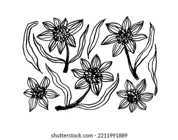 Pencil drawn contour flowers set. Vector black ink botanical elements isolated on white background. Chamomile, sunflowers or meadow plants. Freehand sketching illustration. Monochrome clip arts.