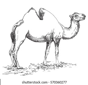  Pencil hand drawing Camel vector illustration in black and white