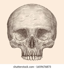 Pencil hand drawing of a human skull isolated on a beige background.