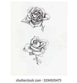 pencil hand drawn hatching black wight nature floral rose flower decoration design beautiful blossom blooming garden summer