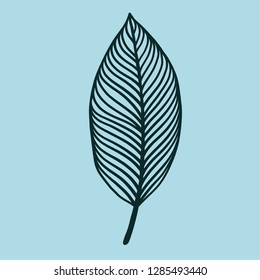 Pencil hand drawn leaves, line art, vector illustration