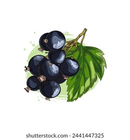 Pencil sketch of a bunch of currant berries with a leaf in color. Graphic drawing of ripe berries on a background of watercolor green brush strokes. For topics of healthy eating and vegetarianism.