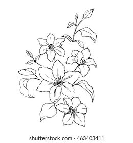 pencil sketch of clematis flower bouquet