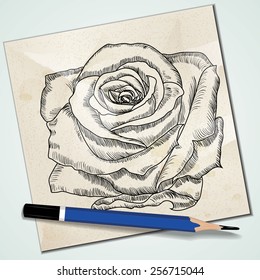 Pencil sketch of flower of rose in vector.