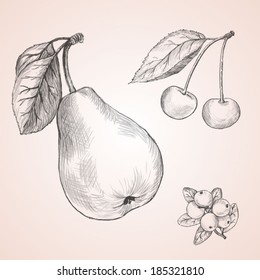 Pencil sketch of fruit vector. Pear, cranberries and cherries.