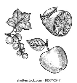 Pencil sketch of fruits  in vector. Currant, apple, lemon.