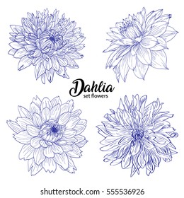 Pencil sketch hand drawn set Dahlia flowers. Sketching vector flowers illustration isolated on white background. 